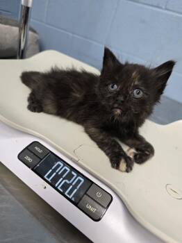 Beautyrest -  Domestic Short Hair Cat for Adoption in Evansville, Indiana - Beautyrest | PetCurious