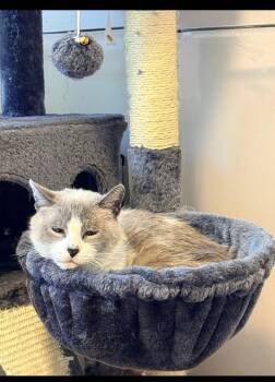Ayla -  Domestic Short Hair and Siamese Cat for Adoption in Columbus, Minnesota - Ayla | PetCurious