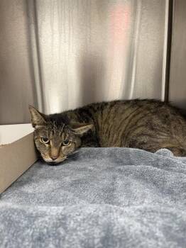 STELLAR -  Domestic Short Hair Cat for Adoption in Indianapolis, Indiana - STELLAR | PetCurious
