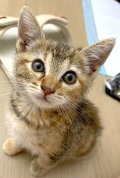 Rescue Domestic Short Hair Cats for Adoption in Fremont, California - Rani | PetCurious