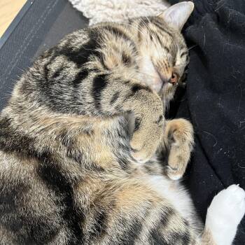 Domestic Short Hair Cats Available for Adoption - Jasper (so Sweet- Video Included) | PetCurious