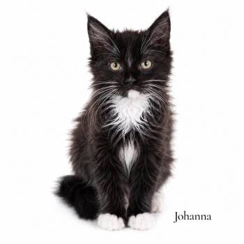 Johanna -  Domestic Long Hair Cat Available for Adoption in Stevensville, Michigan - Johanna | PetCurious