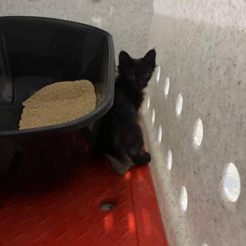Lowella -  Domestic Short Hair Cat for Adoption in Rochester, Minnesota - Lowella | PetCurious