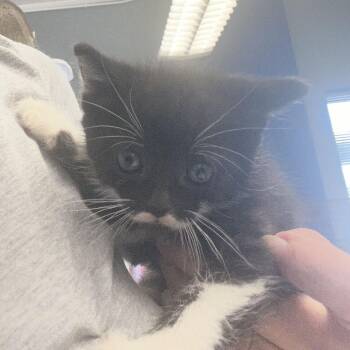 Dollar -  Domestic Short Hair Cat for Adoption in Potomac, Maryland - Dollar | PetCurious