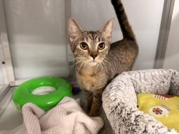Domestic Short Hair Cats Available for Adoption in Raleigh, North Carolina - Crabcakes | PetCurious