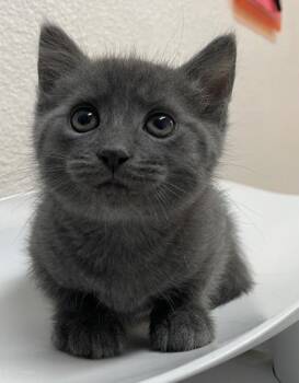 Domestic Medium Hair Cats Available for Adoption in Sacramento, California - Ray | PetCurious