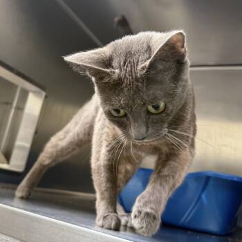 Mim -  Domestic Short Hair Cat for Adoption in Oakland, California - Mim | PetCurious