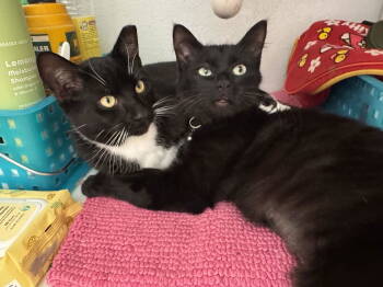 Rescue Tuxedo and Bombay Cats for Adoption in San Luis Obispo, California - Myst, Taffy, & Dash - Small Family Of Voids | PetCurious