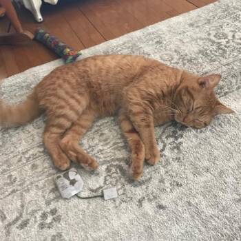 Domestic Short Hair Cats Available for Adoption - Harry | PetCurious