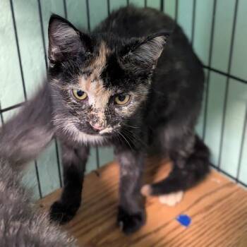 Mara -  Domestic Short Hair Cat for Adoption in Shippenville, Pennsylvania - Mara | PetCurious