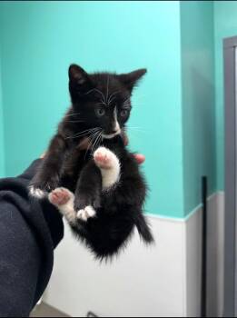 Luke Skywhisker -  Domestic Short Hair Cat Available for Adoption in Belton, Texas - Luke Skywhisker | PetCurious