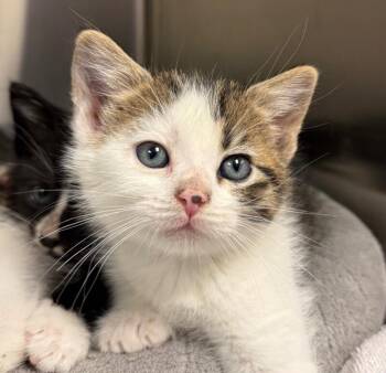 Domestic Medium Hair Cats Available for Adoption in Yankton, South Dakota - Orion | PetCurious