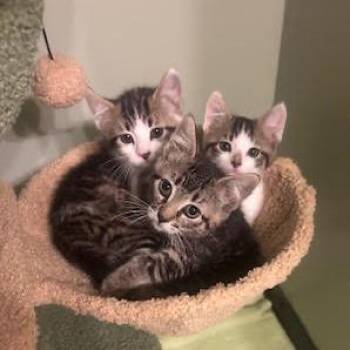 Domestic Short Hair Cats Available for Adoption in Madison, Wisconsin - Serrano | PetCurious