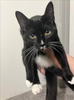 Rescue Domestic Short Hair Cats for Adoption in Hagerstown, Maryland - CELIA | PetCurious