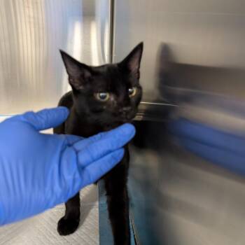Squiggles -  Domestic Short Hair Cat for Adoption in Greensboro, North Carolina - Squiggles | PetCurious