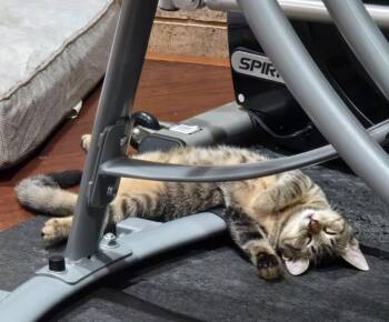 Thomas (Bev-fostered in New England) -  Tabby and Domestic Short Hair Cat for Adoption in Brighton, Tennessee - Thomas (Bev-fostered In New England) | PetCurious