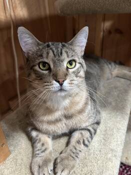 Rescue Domestic Short Hair Cats for Adoption in North Huntingdon, Pennsylvania - Mr. Tiggs | PetCurious