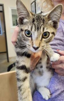 Rescue Domestic Short Hair Cats for Adoption in Lebec, California - Riley | PetCurious