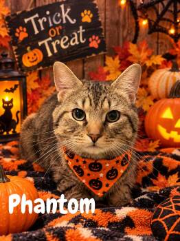 Phantom -  Domestic Short Hair Cat for Adoption in Barton, Vermont - Phantom | PetCurious