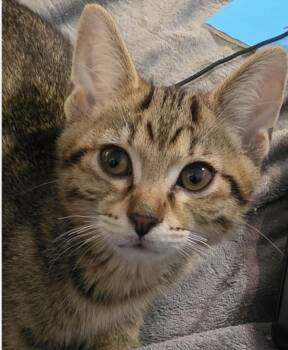 Forge -  Domestic Short Hair Cat Available for Adoption in Maineville, Ohio - Forge | PetCurious