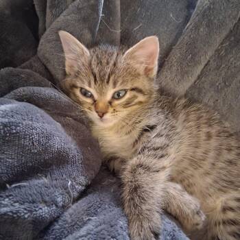 Domestic Short Hair Cats Available for Adoption - Jelly C10959 | PetCurious