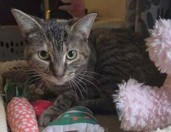 Domestic Short Hair Cats Available for Adoption in Oviedo, Florida - Pumpkin | PetCurious