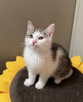 Rescue Domestic Medium Hair Cats for Adoption in Wilmington, North Carolina - Alexandra | PetCurious