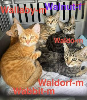 Tabby and Domestic Short Hair Cats Available for Adoption in Brookhaven, Mississippi - Waldorf 26 | PetCurious