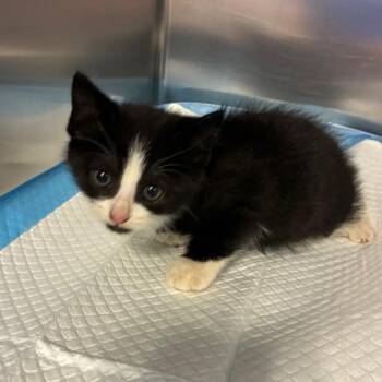 Eight -  Domestic Short Hair Cat for Adoption in Greensboro, North Carolina - Eight | PetCurious