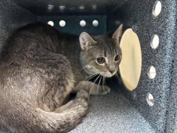 Lonnie -  Domestic Short Hair Cat for Adoption in New York, New York - Lonnie | PetCurious