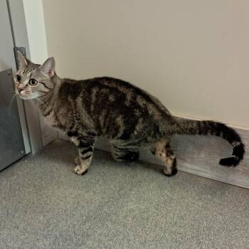 Teagan -  Domestic Short Hair Cat for Adoption in Concord, New Hampshire - Teagan | PetCurious