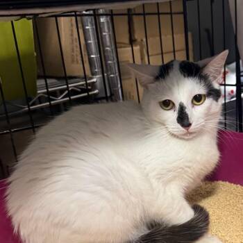 Orca -  Domestic Medium Hair Cat for Adoption in Normal, Illinois - Orca | PetCurious