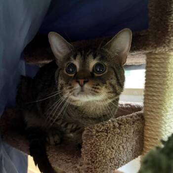 Steve -  Domestic Short Hair Cat for Adoption in Bedford, New Hampshire - Steve | PetCurious