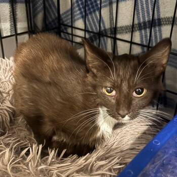 Phil 1854RJ14 -  Domestic Short Hair Cat for Adoption in Columbia, Missouri - Phil 1854RJ14 | PetCurious