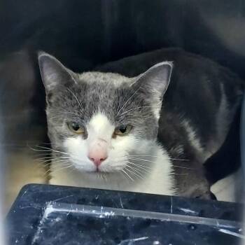 Domestic Short Hair Cats Available for Adoption in Walker, Michigan - DmitriMew | PetCurious