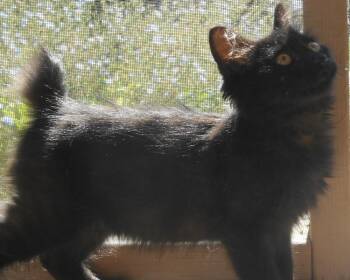 Kellesey -  Manx and Domestic Long Hair Cat for Adoption in North Highlands, California - Kellesey | PetCurious