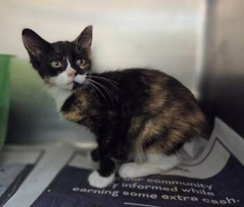 Princess Vespa -  Domestic Short Hair Cat for Adoption in Westland, Michigan - Princess Vespa | PetCurious
