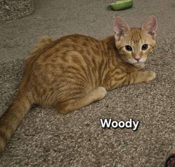 Woody- Wooderice -  Domestic Short Hair Cat for Adoption in Avondale, Pennsylvania - Woody- Wooderice | PetCurious