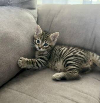 Cannon -  Domestic Short Hair and Tabby Cat for Adoption in Wilmington, North Carolina - Cannon | PetCurious