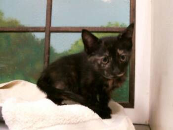 LITTLE BIT -  Domestic Short Hair Cat for Adoption in Houston, Texas - LITTLE BIT | PetCurious
