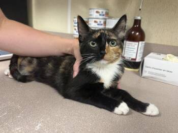Pancake -  Domestic Short Hair Cat for Adoption in Salisbury, Maryland - Pancake | PetCurious
