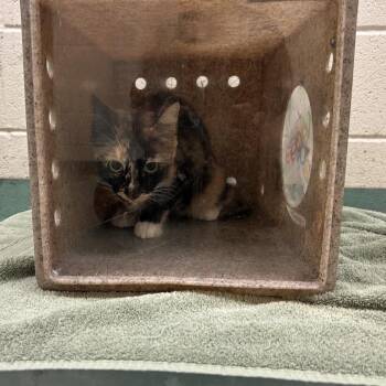Beatrice -  Domestic Short Hair Cat for Adoption in Memphis, Tennessee - Beatrice | PetCurious