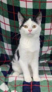 7159 (Cadillac) -  Domestic Short Hair Cat for Adoption in Lake City, Michigan - 7159 (Cadillac) | PetCurious