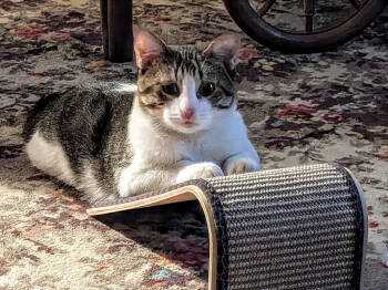 Rescue Domestic Short Hair Cats for Adoption in Magnolia, Texas - Chatterbox | PetCurious