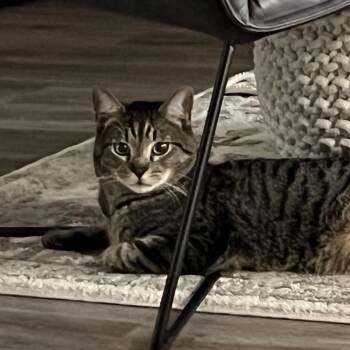 Domestic Short Hair Cats Available for Adoption - Thunder | PetCurious