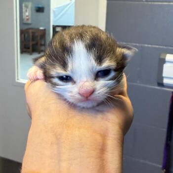 Domestic Short Hair Cats Available for Adoption in Tuscaloosa, Alabama - TUSC-Stray-84234_2 | PetCurious