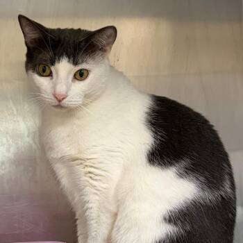 Milkshake (Milo) -  Domestic Medium Hair and Mixed Breed Cat for Adoption in Ashtabula, Ohio - Milkshake (Milo) | PetCurious