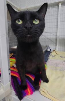 Domestic Short Hair Cats Available for Adoption - Kiki | PetCurious