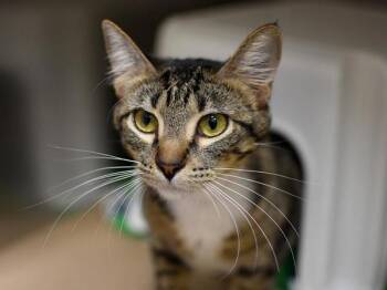 Layla -  Domestic Short Hair Cat for Adoption in Portland, Oregon - Layla | PetCurious