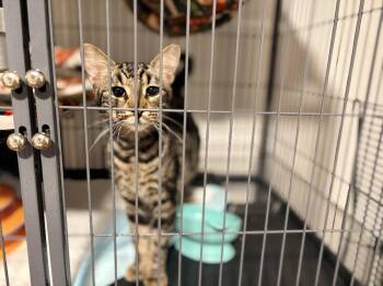 Domestic Short Hair Cats Available for Adoption - Westminster “Westie” | PetCurious